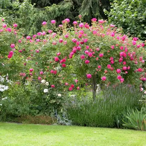 Roz carmin, cu centrul alb - trandafiri târâtori și cățărători, Rambler